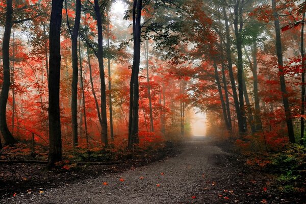 Otoño naranja y muchos árboles