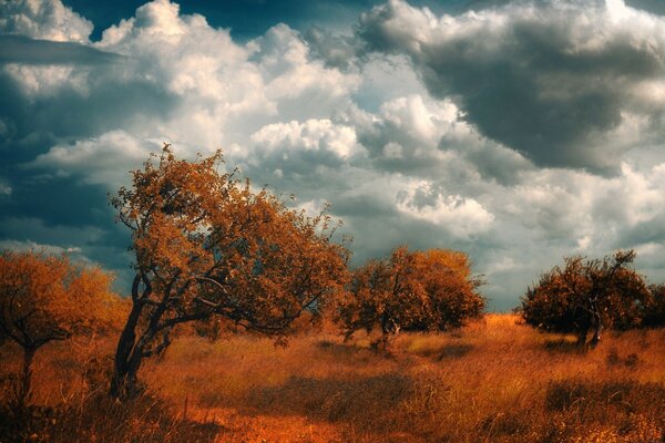 Paisaje de otoño árboles de otoño