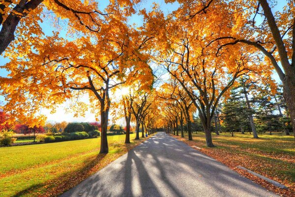 Herbststraße entlang des Waldes