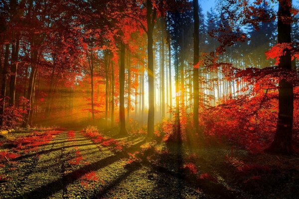 Kırmızı yaprakları olan ağaçlar ve sonbahar güneşinin sis içinden geçen ışınları