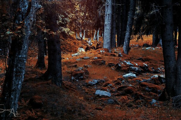 Tardo autunno e terra rocciosa