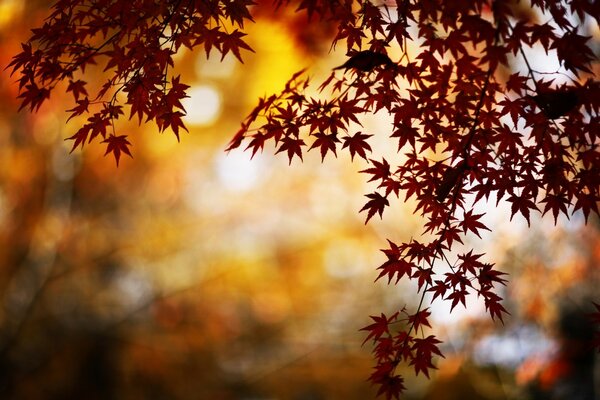 Ahornblätter im Herbstwald