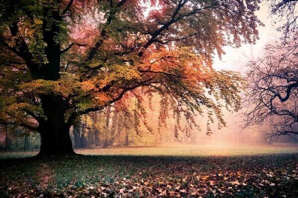 A clearing under a big tree in autumn