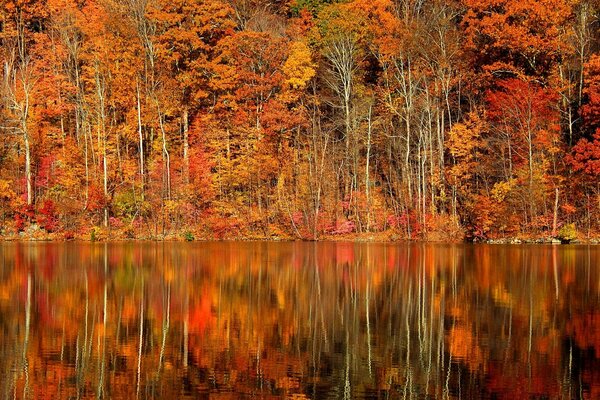 Autumn forest on the shore of a reservoir