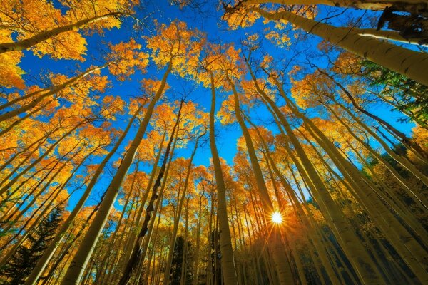 Été indien dans la forêt ensoleillée