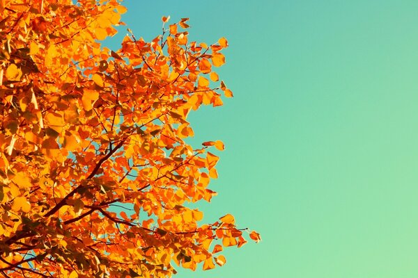 Painting of a tree with autumn foliage