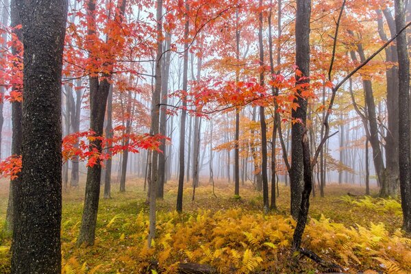 Misty forest of Japanese expanse