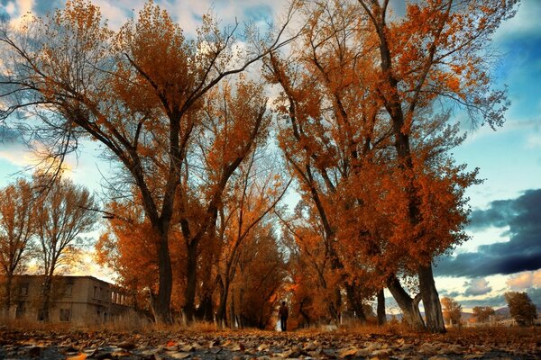 Gli alberi dei loro rami si allargarono più vicino alle nuvole, e Dalya soffia infinito su questo pezzo di terra