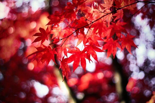 Herbst. Helles buntes Laub