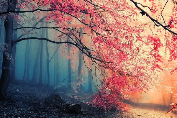 Autumn forest in the morning haze