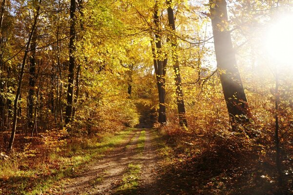 El bosque de otoño brilla en el resplandor del sol