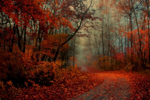 Red foliage. Autumn landscape