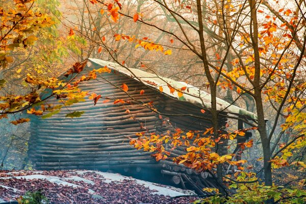 La prima neve e la casa nella foresta