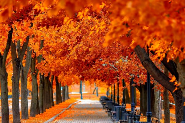 Árbol de otoño al aire libre