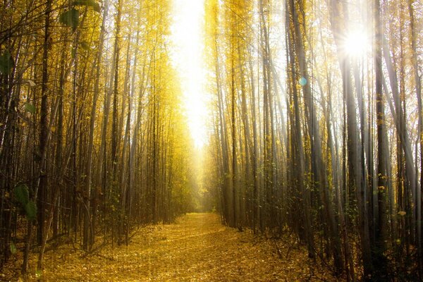 Autumn dawn in a beautiful forest