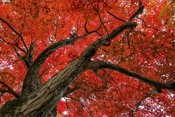 Otoño. Hojas rojas en el árbol