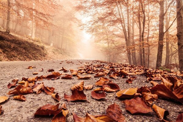 Feuilles tombées éclairées par le soleil sortant