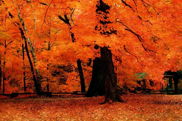 Arbre d automne dans les feuilles rouges