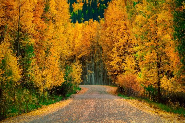 Die gelben Locken der Bäume wurden durch den Herbstwind gewaschen