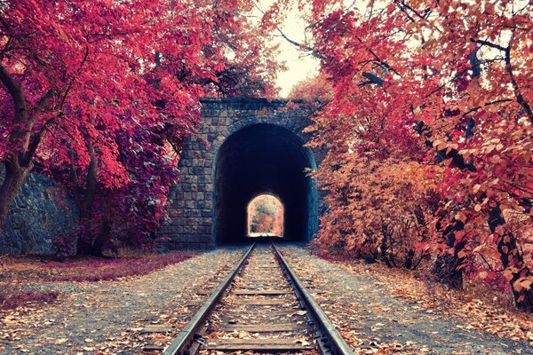 Túnel ferroviário na floresta do outono