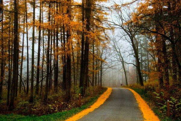 Un largo camino en el bosque de otoño