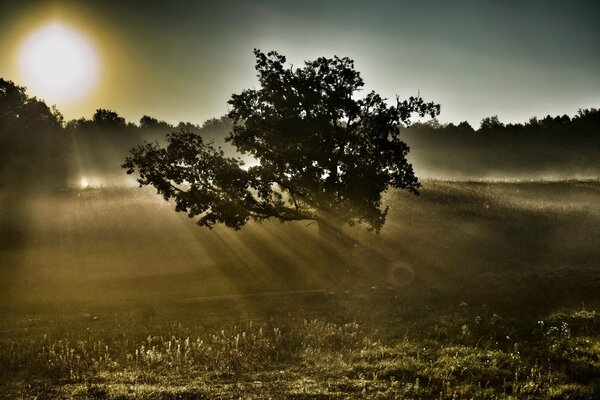 The sun s rays are visible because of the fog