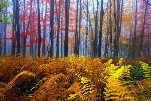 Bright fern in the autumn forest