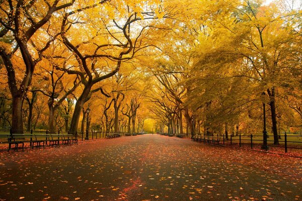 Parque de otoño con árboles amarillos