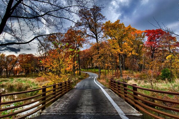 Paesaggio autunnale strada tra gli alberi