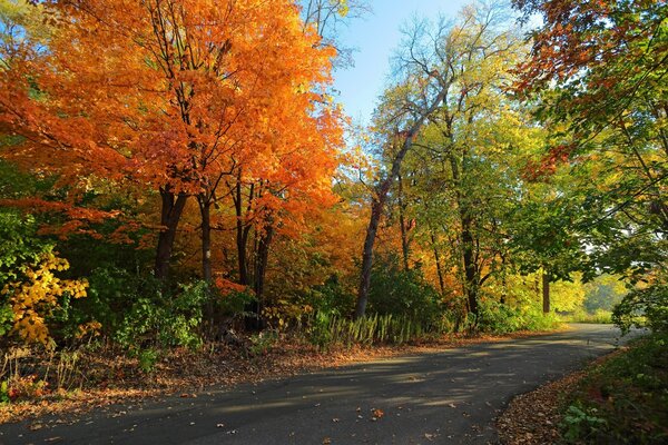 In the autumn forest, the road ran asphalt, but there is no car there, everything is empty