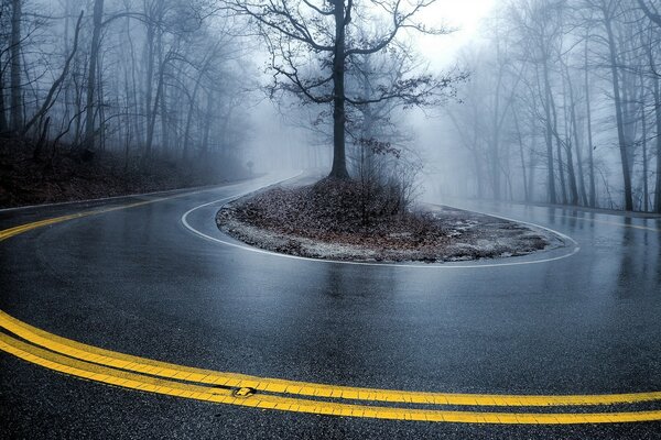 Bosque de niebla y camino peligroso