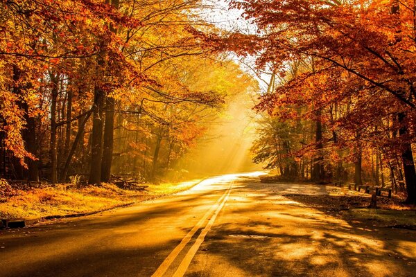 Foresta d autunno strada sconosciuta