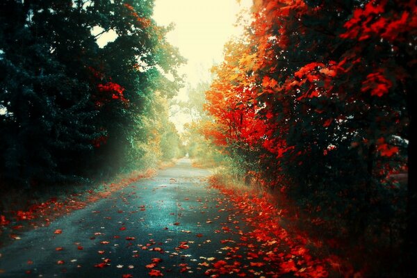 Piste d asphalte humide avec des feuilles rouges tombées entre les arbres