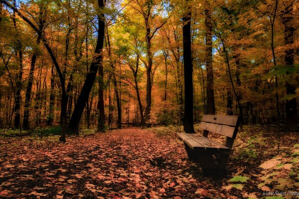 Eine einsame Bank steht im Herbstwald