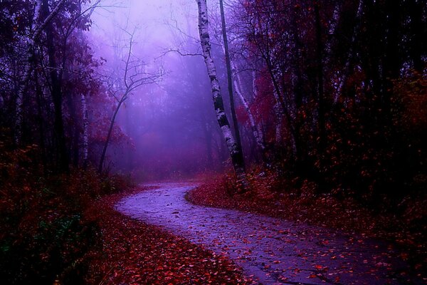 Eine nasse Straße, die mit gelben und roten Blättern in einem nebligen Wald übersät ist