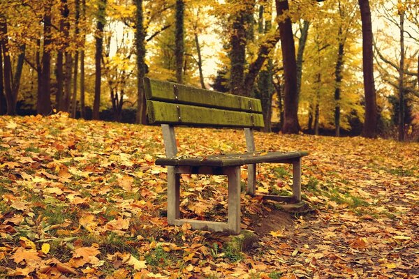 A wooden bench stands in an autumn forest among fallen yellow leaves