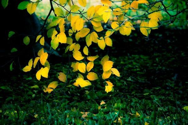 Feuilles jaunes sur l herbe verte