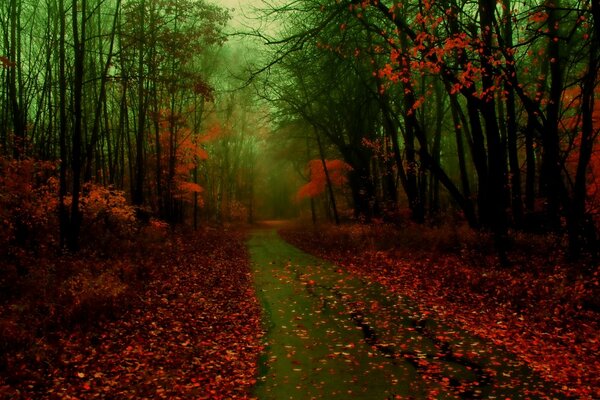 Image of a road during autumn leaf fall