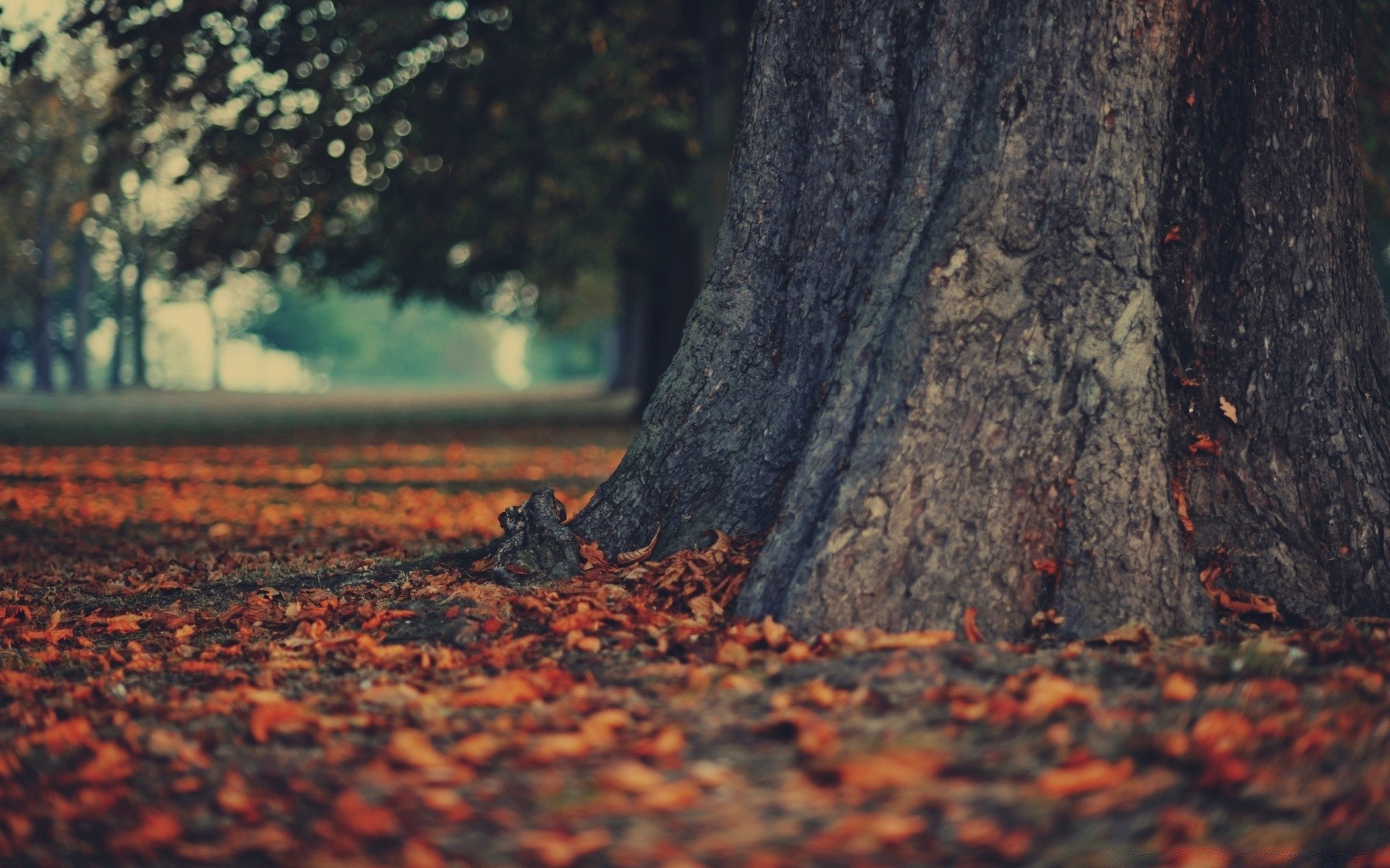 autumn wood tree fall leaf nature outdoors park dawn landscape desktop texture