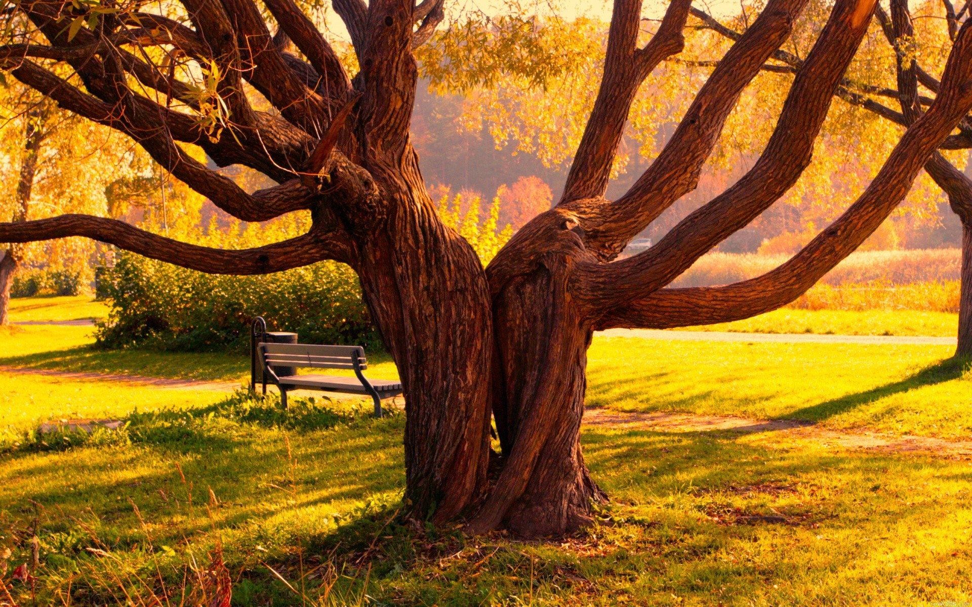 autumn tree wood nature fall landscape outdoors leaf park season grass flora dawn rural