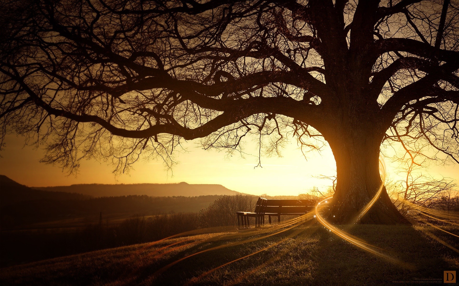 autumn tree landscape dawn fall light evening sunset wood backlit winter fog shadow branch sun nature park dusk silhouette road