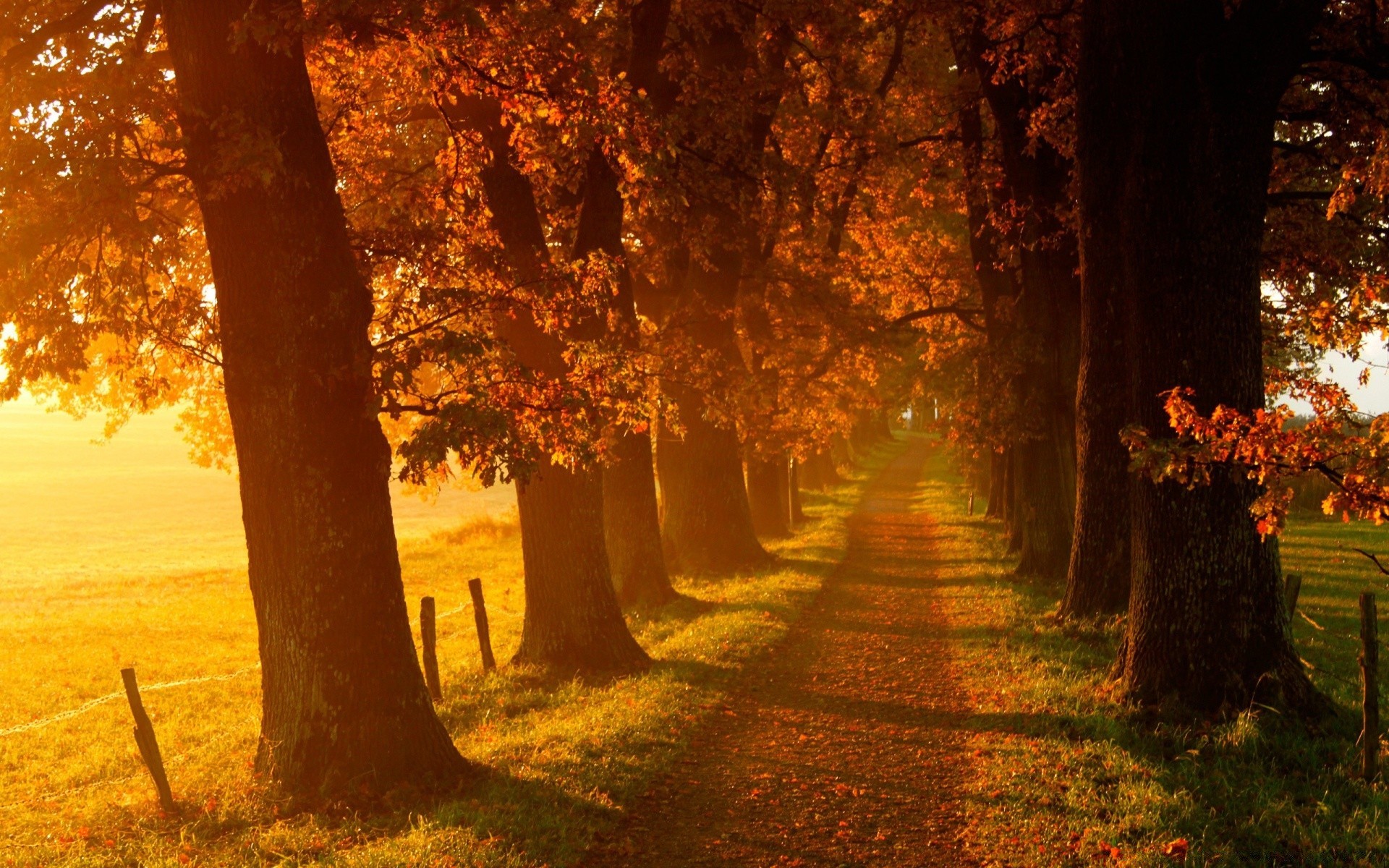 otoño otoño árbol hoja paisaje parque madera amanecer naturaleza niebla niebla buen tiempo al aire libre sol luz callejón guía arce