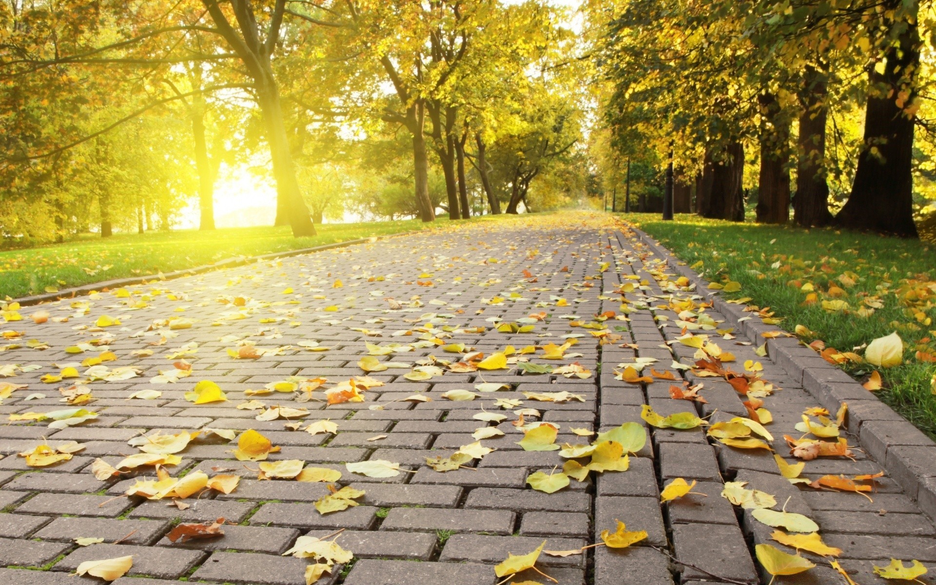 autumn leaf fall park nature outdoors road wood season tree guidance footpath maple avenue pavement fair weather