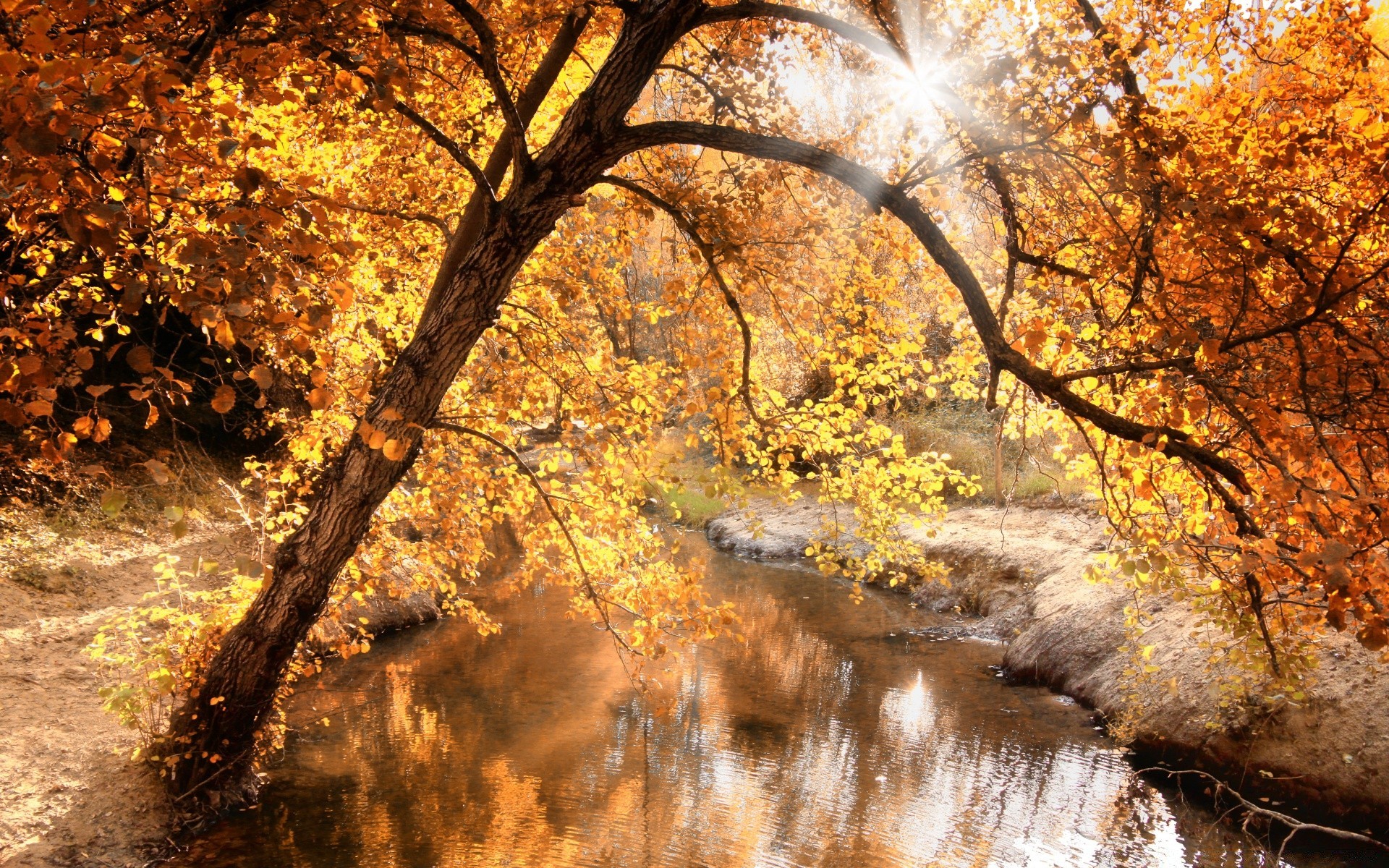 autunno autunno albero foglia stagione natura legno ramo parco paesaggio all aperto oro ambiente desktop acero bel tempo scenico paesaggio luminoso tronco