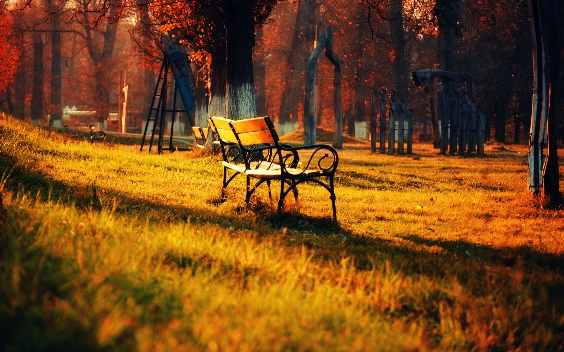 autumn fall wood bench tree outdoors landscape nature grass dawn leaf park countryside rural