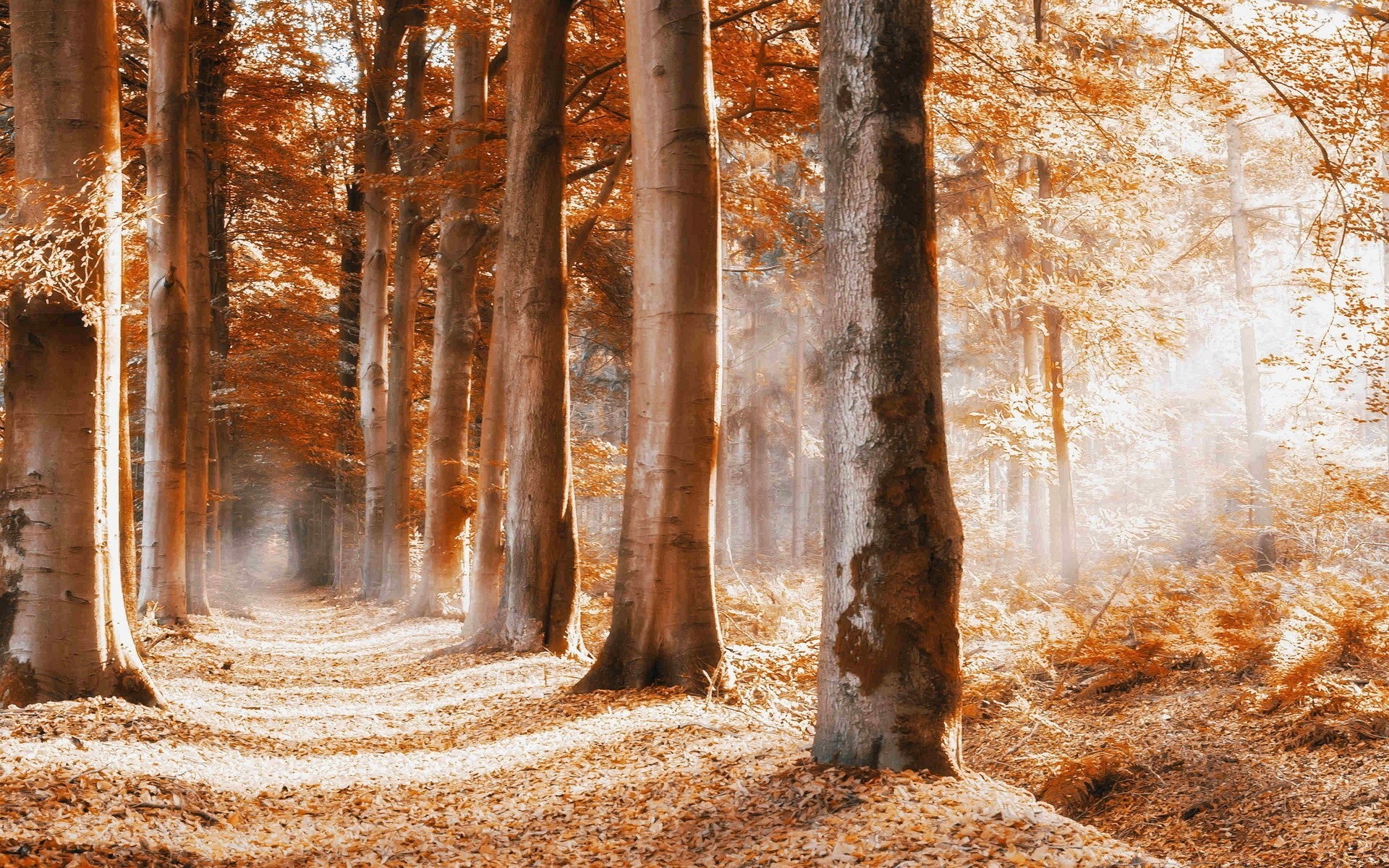 herbst holz natur holz herbst landschaft blatt park gutes wetter saison im freien licht dämmerung medium szene handbuch zweig