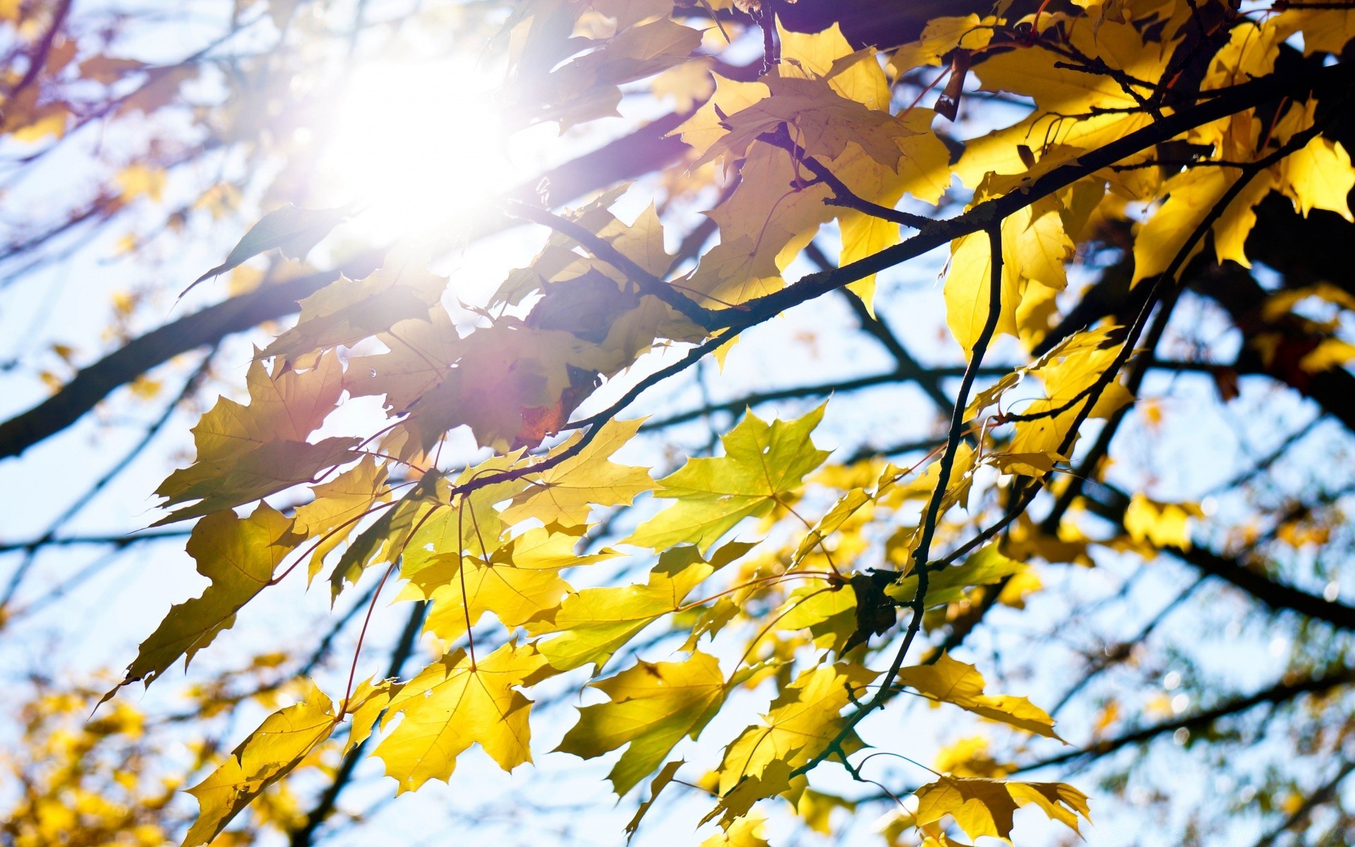 sonbahar yaprak ağaç sonbahar sezon şube doğa park parlak ahşap açık havada güzel havalarda flora renk ortamlar altın akçaağaç güneş güneşli büyüme