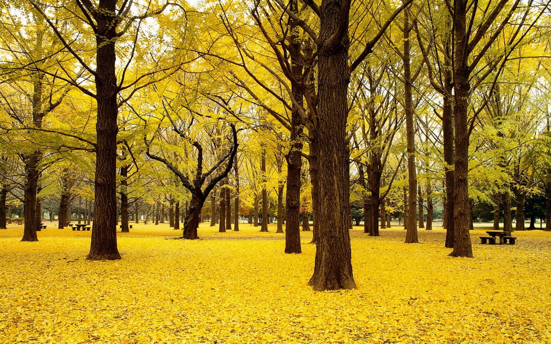 sonbahar manzara ağaç sonbahar sezon park doğal doğa ortamlar yaprak altın manzara sahne ahşap yol renk güzel hava açık havada rehberlik flora