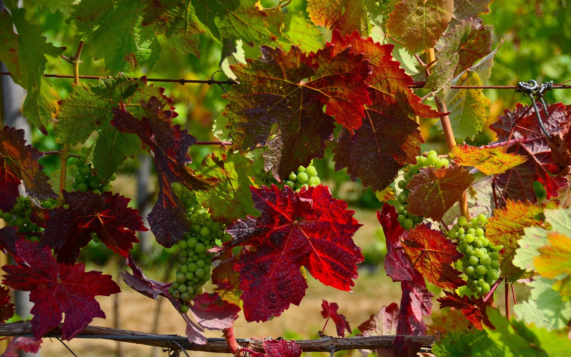 otoño hoja otoño naturaleza flora viñedo grapevine vid vino uva brillante al aire libre crecimiento árbol bodega temporada color primer plano arce viticultura