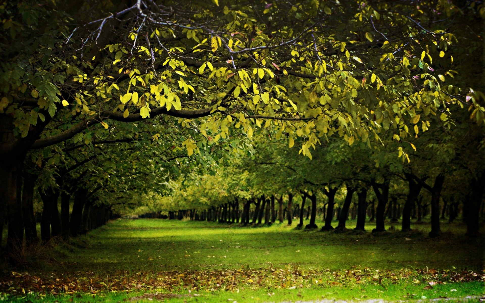 sonbahar ağaç yaprak ahşap doğa park manzara sonbahar açık havada şube sezon yemyeşil flora bahçe doğal güzel hava çimen renk çevre parlak